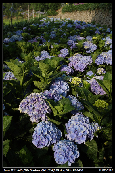 Hydrangea_09.jpg