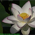 Lotus2_16.jpg