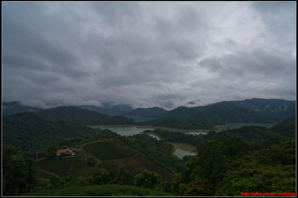 Tea garden_1.jpg