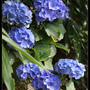 Hydrangea_21.jpg