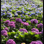 Hydrangea_25.jpg