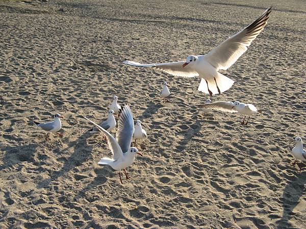 1129040322-台場  海濱公園.jpg