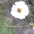 1135783700-2007_2月-古坑綠色隧道.jpg