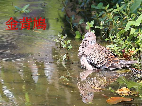 金背鳩