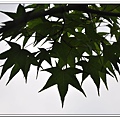 紙箱王蜜蜂故事館 (22)
