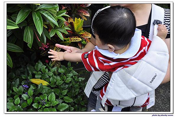 台中薰衣草森林 (17)