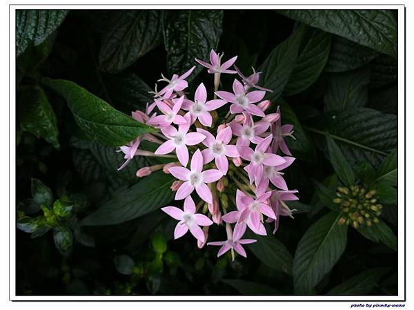 與花草有約 (17)