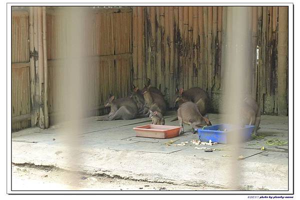 壽山動物園 (41)