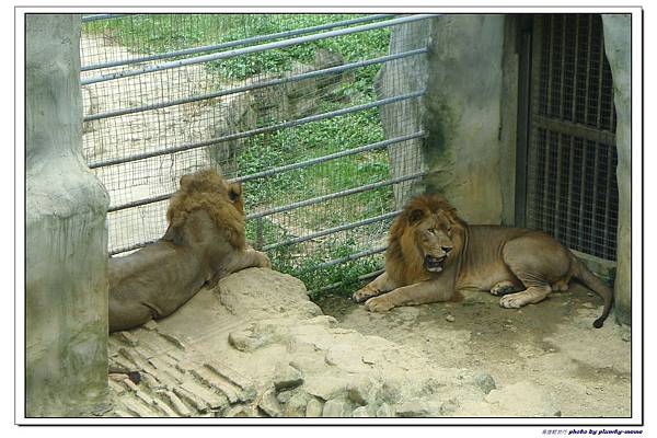 壽山動物園 (44)