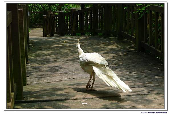 壽山動物園 (57)