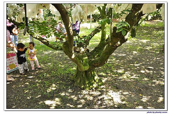 卓蘭大自然農場採楊桃 (21)