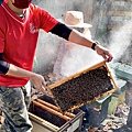 2021117 采蜂林_210117_70.jpg
