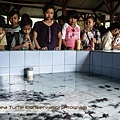 Bali Sea Turtle Conservation Program6.jpg