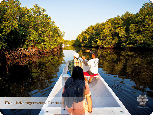 Bali Mangroves Forest.jpg Bali Mangroves Forest.jpg