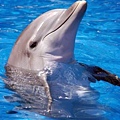 bottlenose-dolphin-picture-2-480.jpg