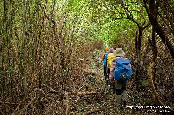 竹林隧道(觀音山硬漢嶺).jpg