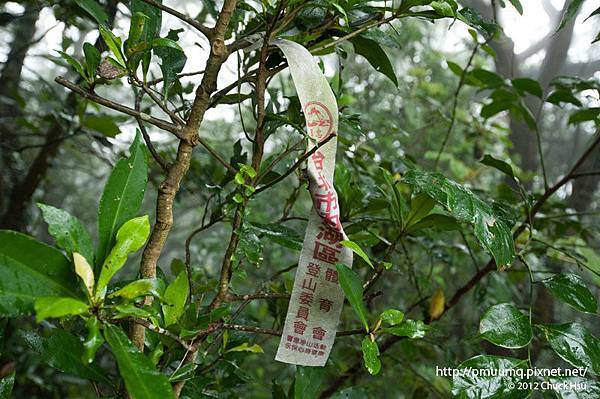 好難得看到了登山隊綁的帶子(觀音山硬漢嶺).jpg