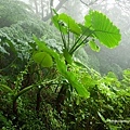 姑婆芋(觀音山硬漢嶺).jpg