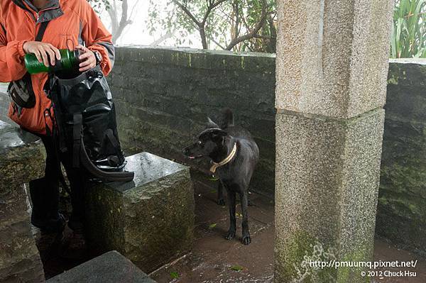 不知那殺來了惡犬 跑來這撒野 還好貓逃得快(觀音山硬漢嶺).jpg