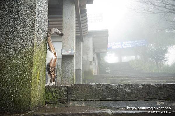 這才叫躲貓貓(觀音山硬漢嶺).jpg