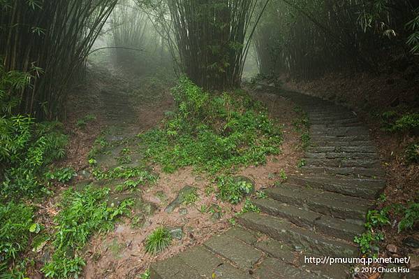 兩個竹林隧道好特別(觀音山硬漢嶺).jpg