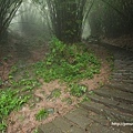 兩個竹林隧道好特別(觀音山硬漢嶺).jpg