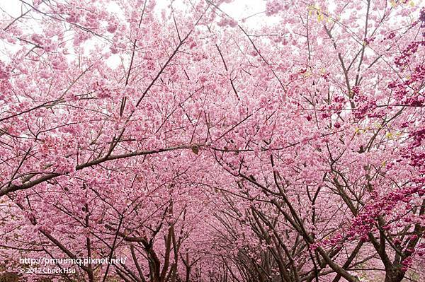 八重櫻花也要來搶鏡(2012武陵農場櫻花季)