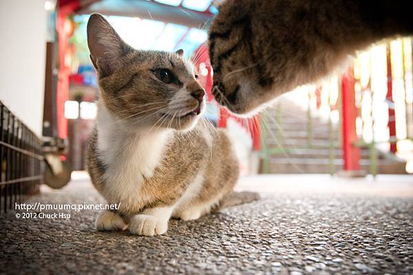 啾一下～  貓咪遇到好朋友，會互碰鼻子問候對方