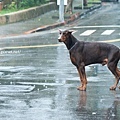 棕犬杜賓