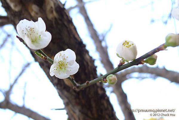 剛去郵局出來 發現一棵梅花樹悄悄的開花啦～ 冰雪風雨它都不怕 它是我的國花