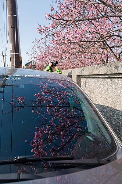 停在樹下的車讓櫻花變得很難拍 有人自備小板凳真好用