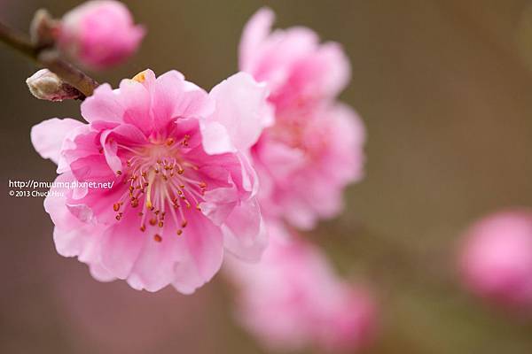 『木柵杏花林』招桃花～