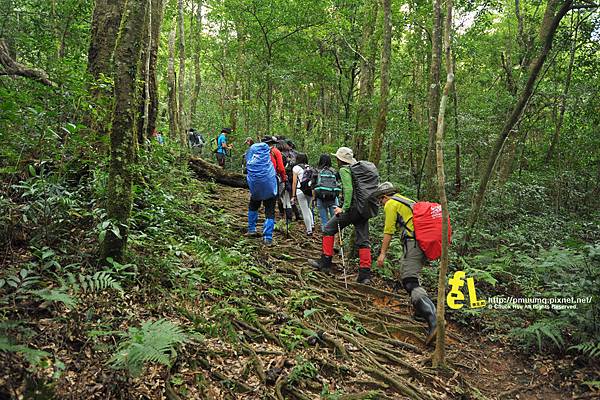 北插天山與山毛櫸