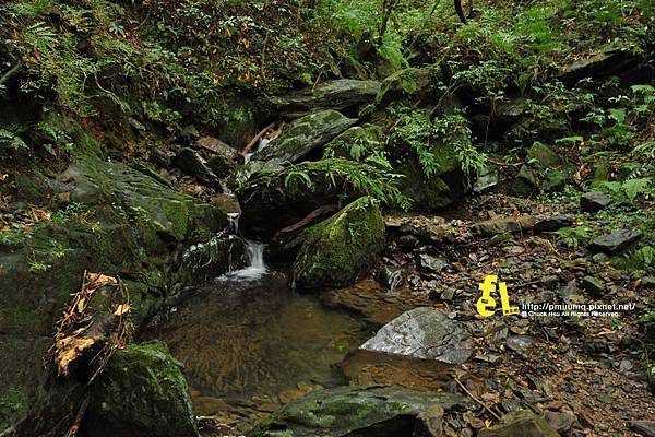 北插天山與山毛櫸