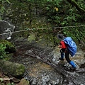 北插天山與山毛櫸