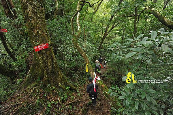 北插天山與山毛櫸