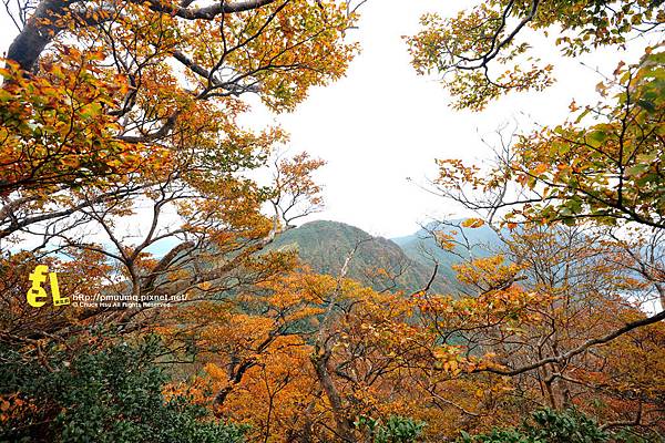 北插天山與山毛櫸