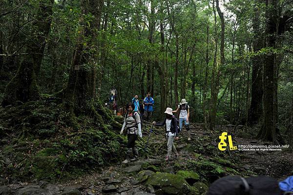 北插天山與山毛櫸