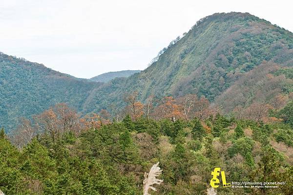 20131110深秋的太平山台灣山毛櫸國家步道散步趣_028.jpg