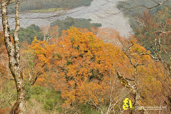 20131110深秋的太平山台灣山毛櫸國家步道散步趣_037.jpg 20131110深秋的太平山台灣山毛櫸國家步道散步趣_037.jpg