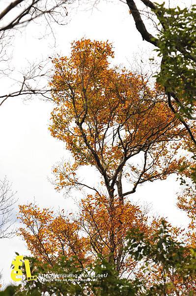 20131110深秋的太平山台灣山毛櫸國家步道散步趣_038.jpg