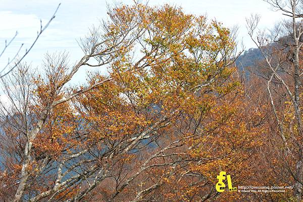 20131110深秋的太平山台灣山毛櫸國家步道散步趣_041.jpg 20131110深秋的太平山台灣山毛櫸國家步道散步趣_041.jpg