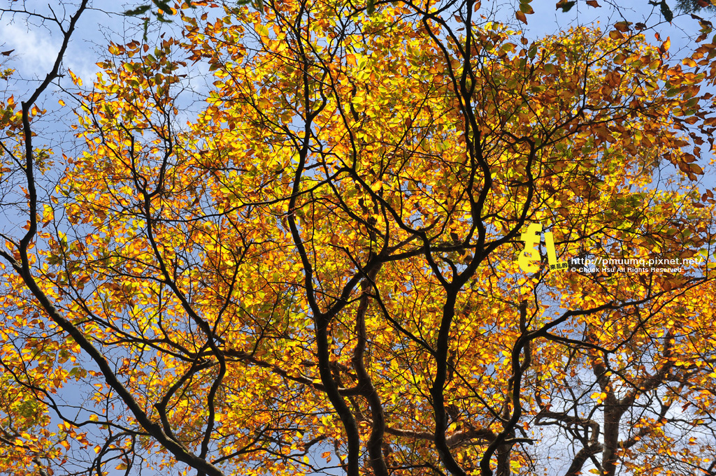 20131110深秋的太平山台灣山毛櫸國家步道散步趣_045-1.jpg