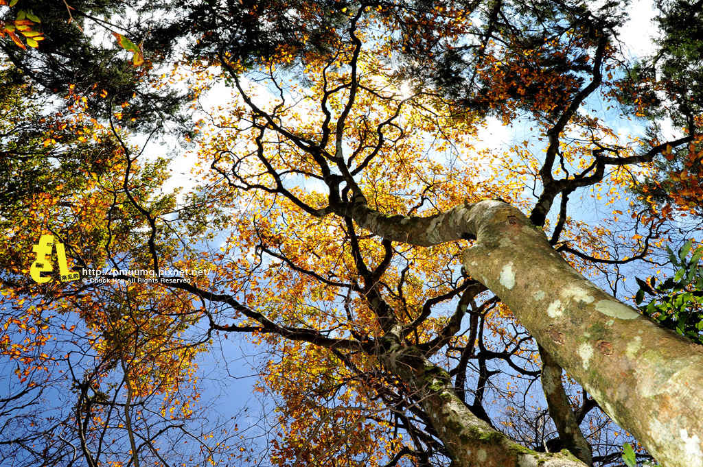 20131110深秋的太平山台灣山毛櫸國家步道散步趣_048.jpg 20131110深秋的太平山台灣山毛櫸國家步道散步趣_048.jpg