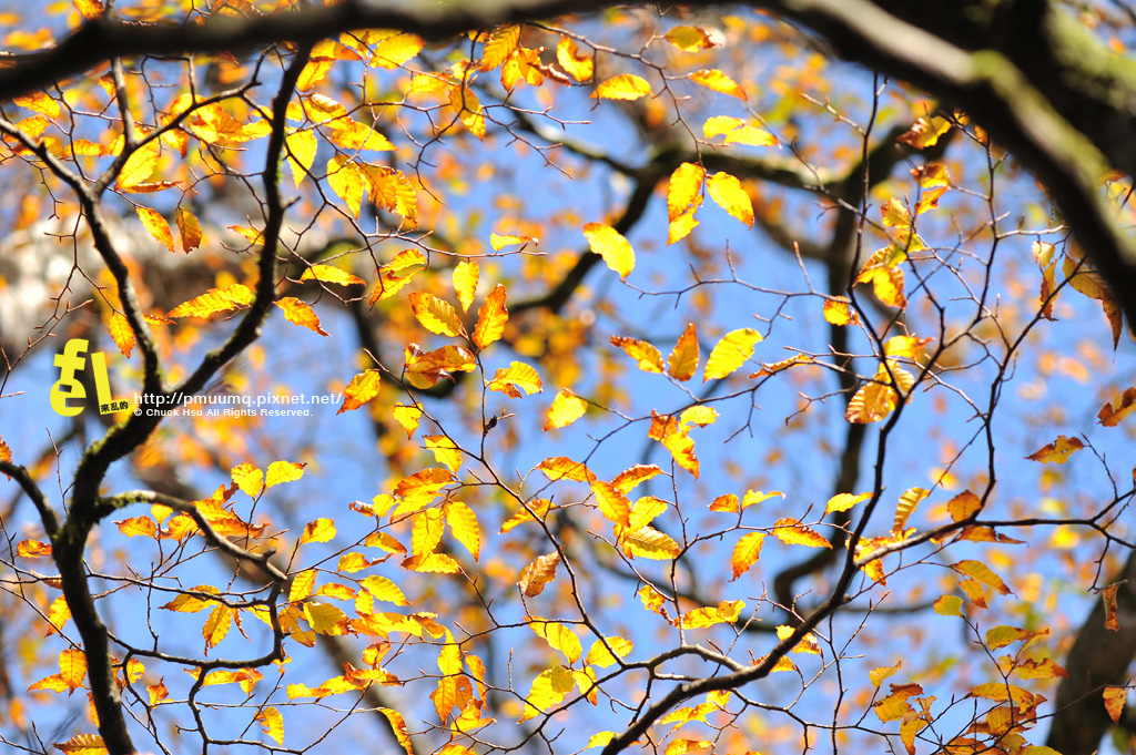 20131110深秋的太平山台灣山毛櫸國家步道散步趣_055.jpg 20131110深秋的太平山台灣山毛櫸國家步道散步趣_055.jpg