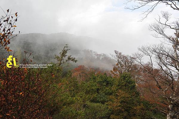 20131110深秋的太平山台灣山毛櫸國家步道散步趣_063.jpg 20131110深秋的太平山台灣山毛櫸國家步道散步趣_063.jpg