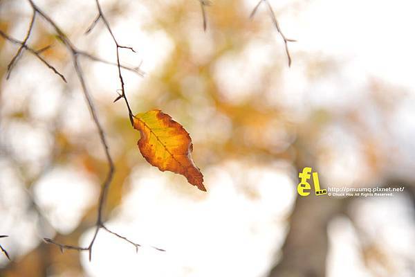 20131110深秋的太平山台灣山毛櫸國家步道散步趣_066.jpg 20131110深秋的太平山台灣山毛櫸國家步道散步趣_066.jpg