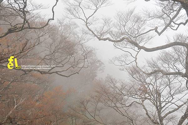 20131110深秋的太平山台灣山毛櫸國家步道散步趣_069.jpg 20131110深秋的太平山台灣山毛櫸國家步道散步趣_069.jpg