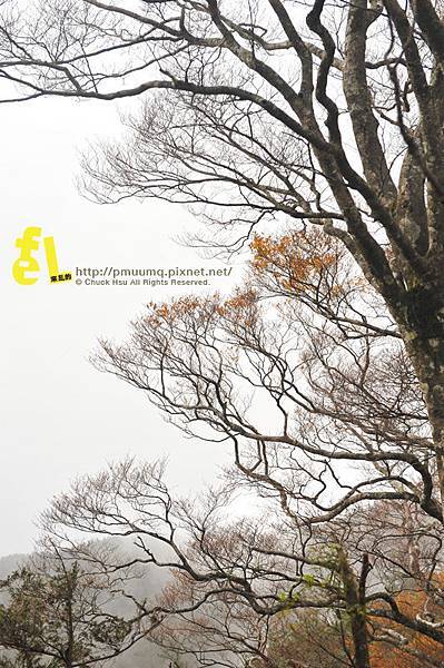 20131110深秋的太平山台灣山毛櫸國家步道散步趣_070.jpg 20131110深秋的太平山台灣山毛櫸國家步道散步趣_070.jpg