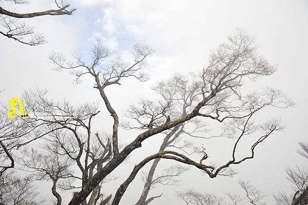 20131110深秋的太平山台灣山毛櫸國家步道散步趣_072.jpg